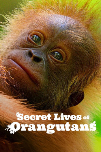 Cuộc sống bí mật của đười ươi - Secret Lives of Orangutans